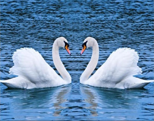 New and Beautiful Swan Couple Canvas Print for Home Decor