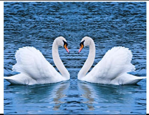 New and Beautiful Swan Couple Canvas Print for Home Decor